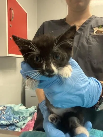A young small-sized male Domestic Short Hair cat named B Bowzer for adoption in North Charleston, SC