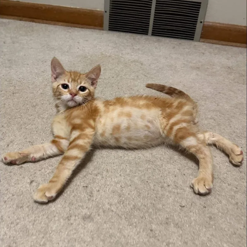 A baby medium-sized male Tabby (Orange / Red) Domestic Short Hair cat named Dipper for adoption in Stoughton, WI