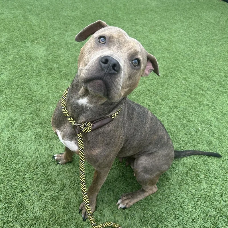 An adult medium-sized female Brown / Chocolate Mixed Breed dog named Cocoa for adoption in Matteson, IL