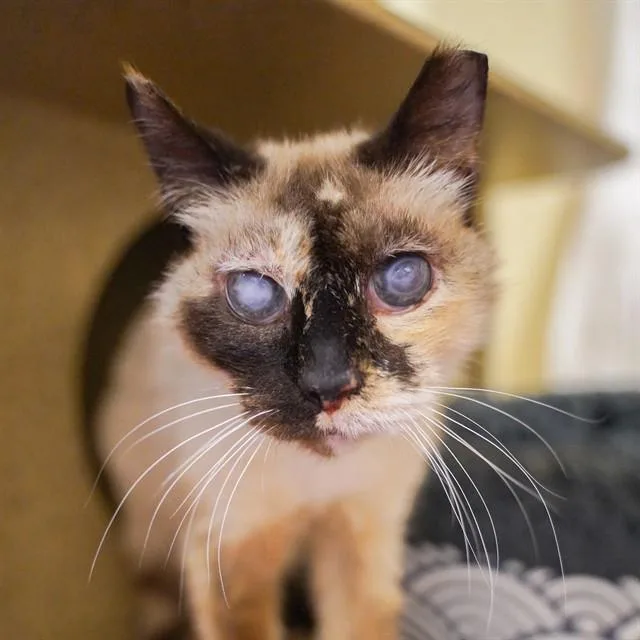A senior medium-sized female Siamese cat named Dorothy for adoption in Sacramento, CA