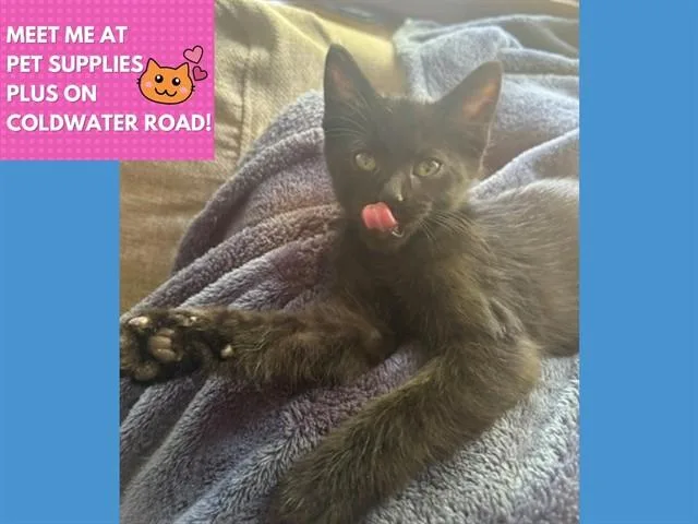 A baby small-sized male Domestic Short Hair cat named Panther for adoption in Fort Wayne, IN