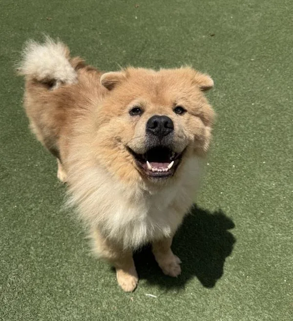 An adult large-sized male Chow Chow dog named Jude for adoption in Oceanside, CA