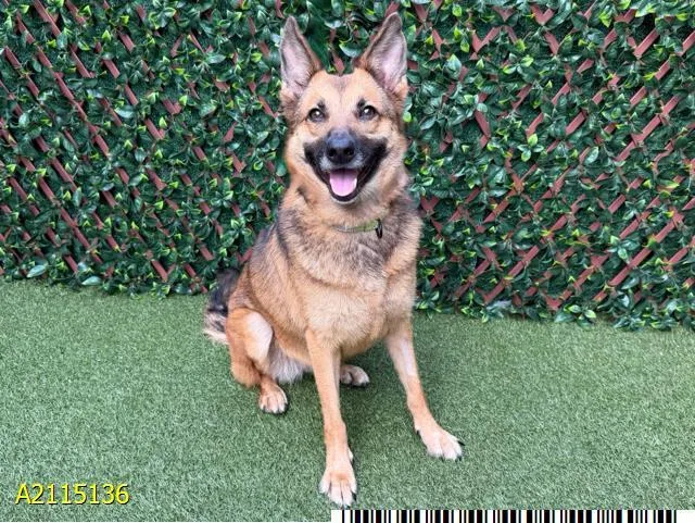 An adult small-sized female Mixed Breed dog named Puppy for adoption in West Palm Beach, FL