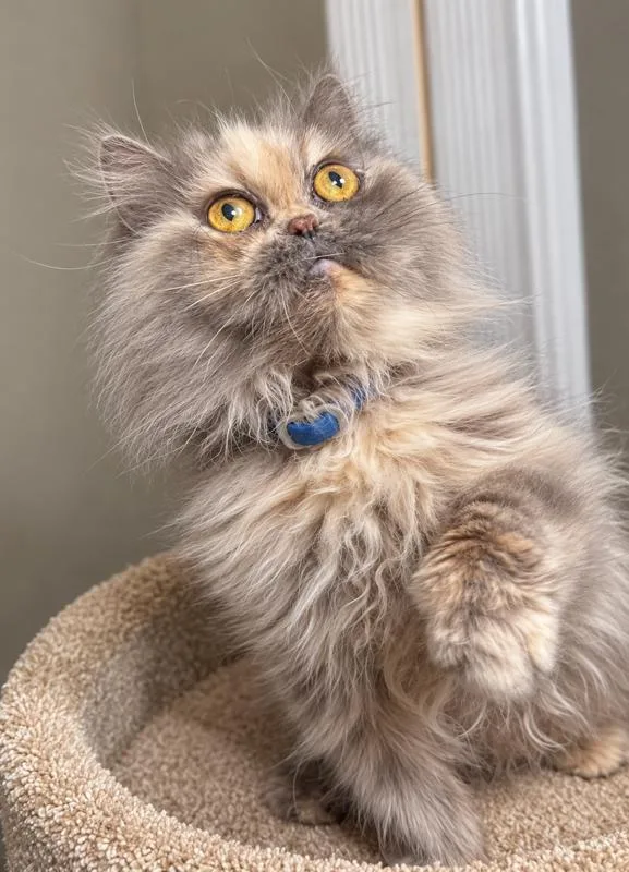 Delphine Delight  Persian thumbnail 3