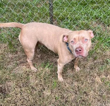An adult medium-sized female Yellow / Tan / Blond / Fawn American Bully dog named Poppy for adoption in Bostic, NC