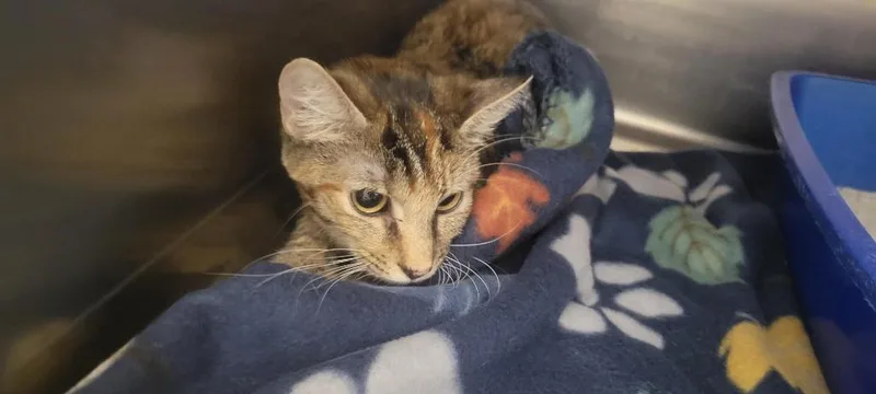 A young medium-sized female Domestic Short Hair cat named Mini Mo for adoption in New Kensington, PA