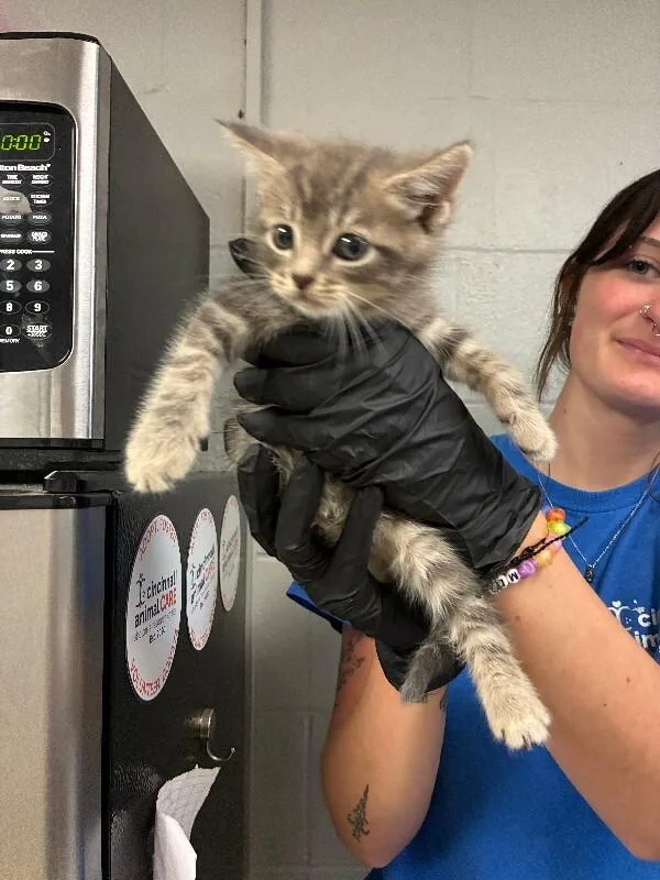 A young small-sized male Tabby (Gray / Blue / Silver) Domestic Short Hair cat named Latte for adoption in Cincinnati, OH