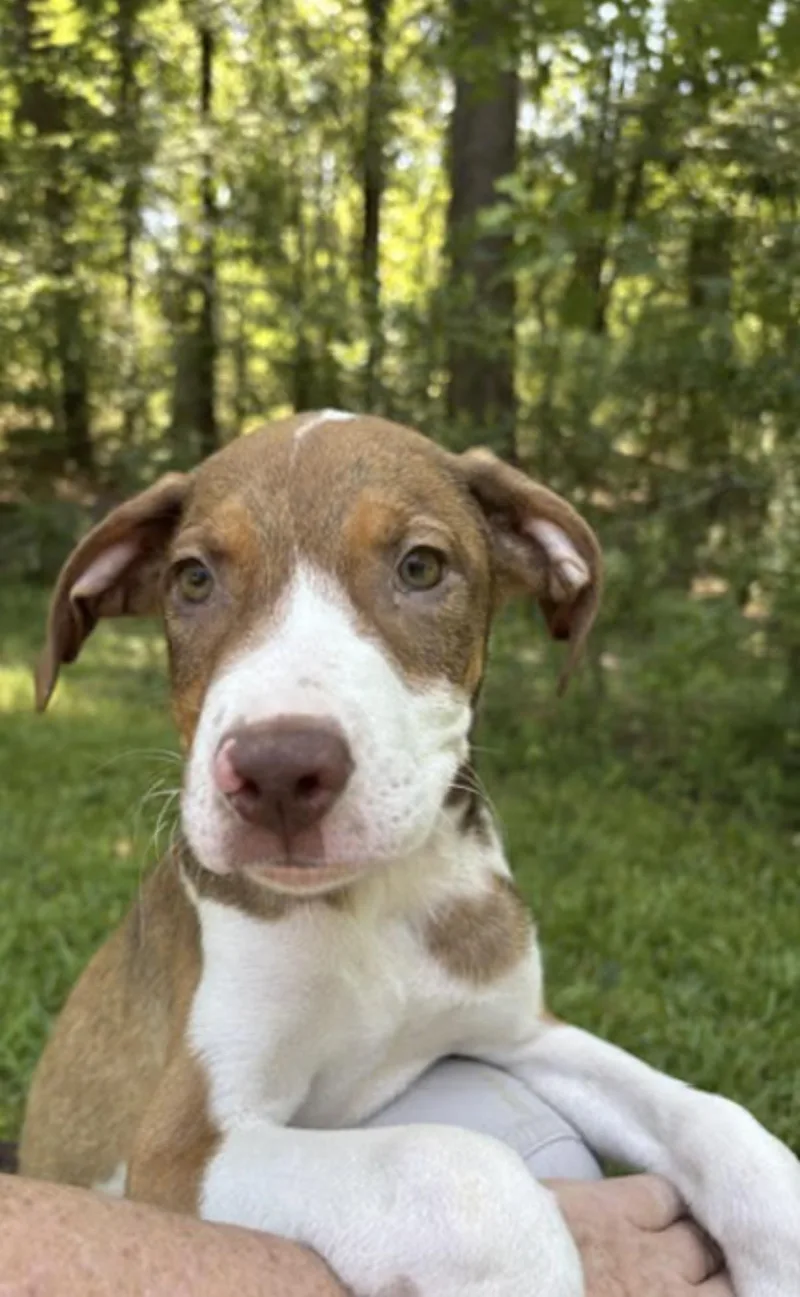 A baby medium-sized male Brown / Chocolate Australian Shepherd dog named Hitch for adoption in Watertown, CT
