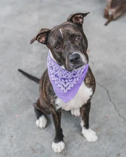 An adult large-sized female Pit Bull Terrier dog named Kuka for adoption in Miami, FL