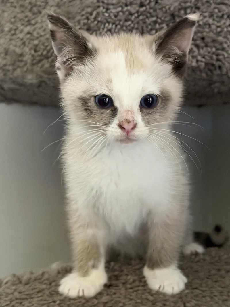 A baby medium-sized female Domestic Medium Hair cat named Shell & Shortstop for adoption in Wheaton, IL