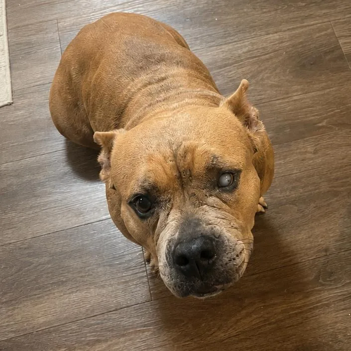 An adult medium-sized female Brown / Chocolate American Bully dog named Left eye for adoption in New Orleans, LA