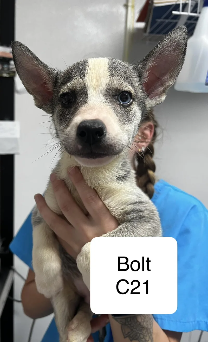 A baby medium-sized male Gray / Blue / Silver Husky dog named Bolt C for adoption in Morganton, NC