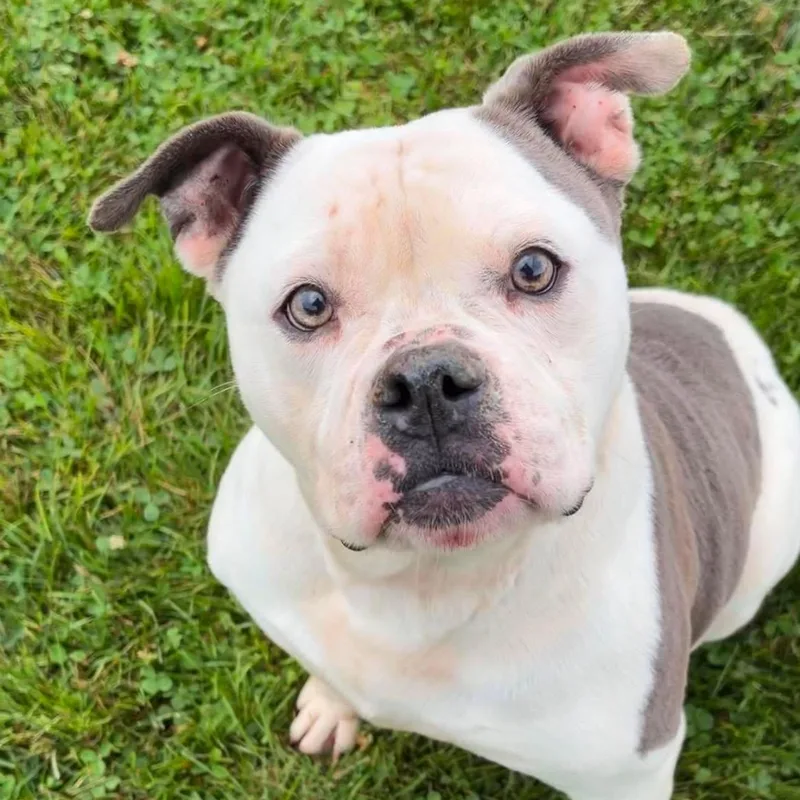 An adult medium-sized female Bulldog dog named Marshmallow for adoption in Valparaiso, IN
