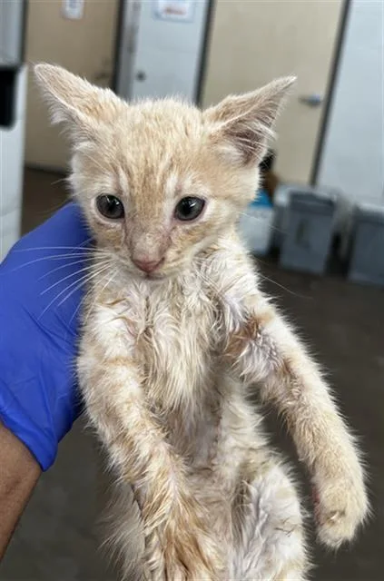 A baby medium-sized female Domestic Medium Hair cat named Trixie for adoption in Dallas, TX