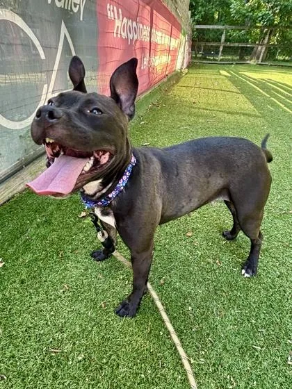 An adult medium-sized female Mixed Breed dog named Brandy for adoption in West Chester, PA