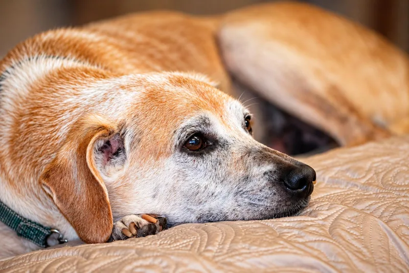 A senior small-sized male Hound dog named Luke for adoption in Indianapolis, IN