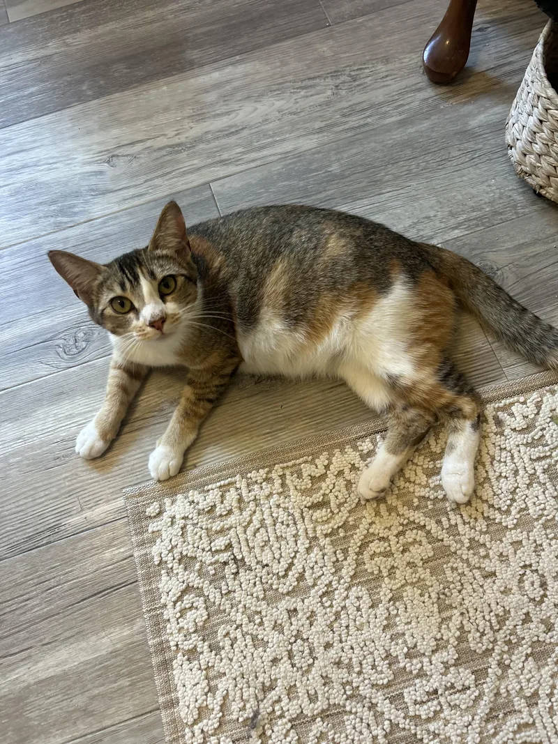 An adult medium-sized female Calico Tabby cat named Dixie for adoption in Gilroy, CA
