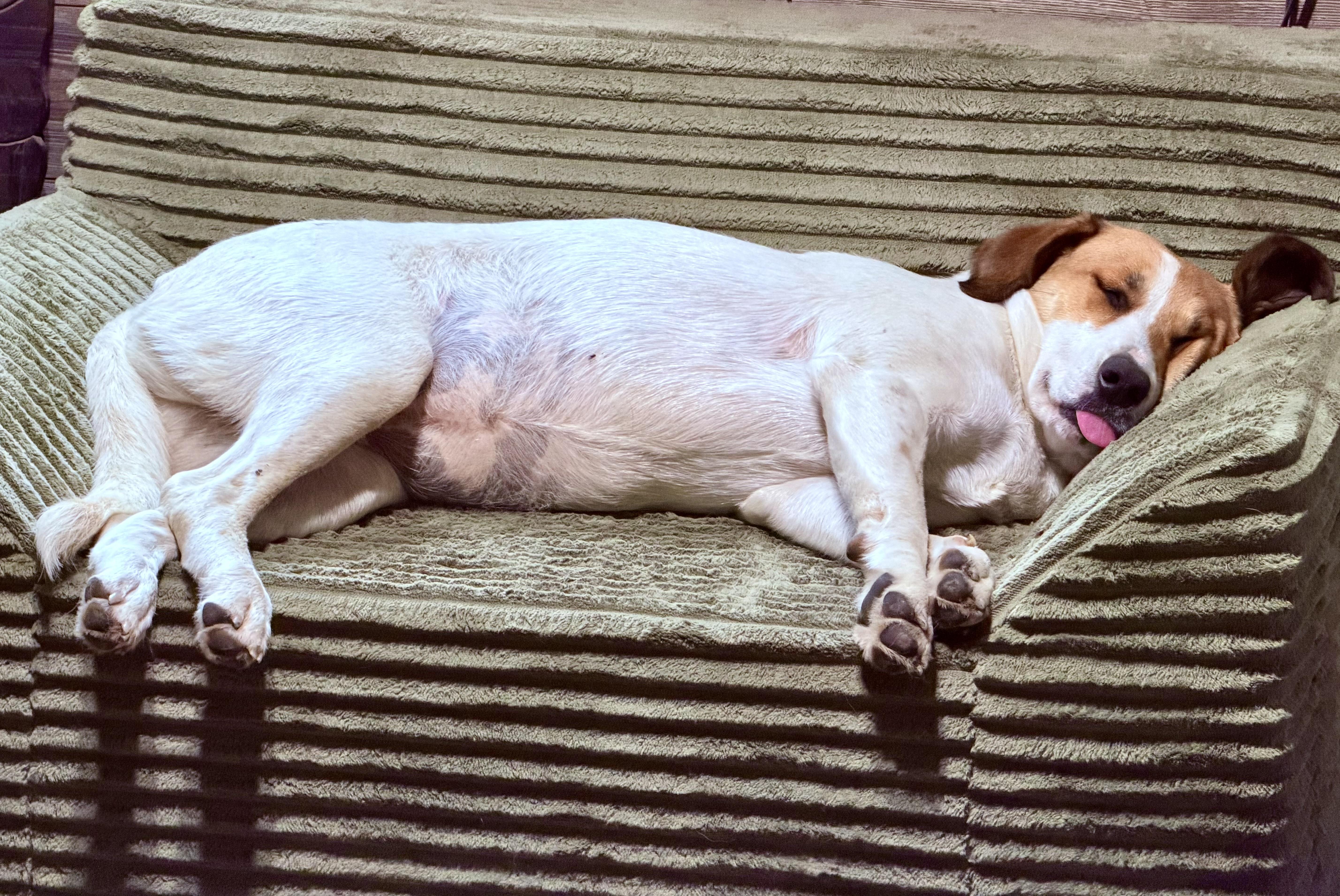 A young medium-sized female Mixed Breed dog named Scout for adoption in YALE, SD