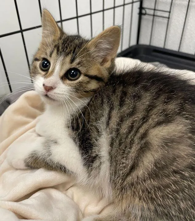 A baby small-sized female Domestic Short Hair cat named Twisters for adoption in Jackson, MI