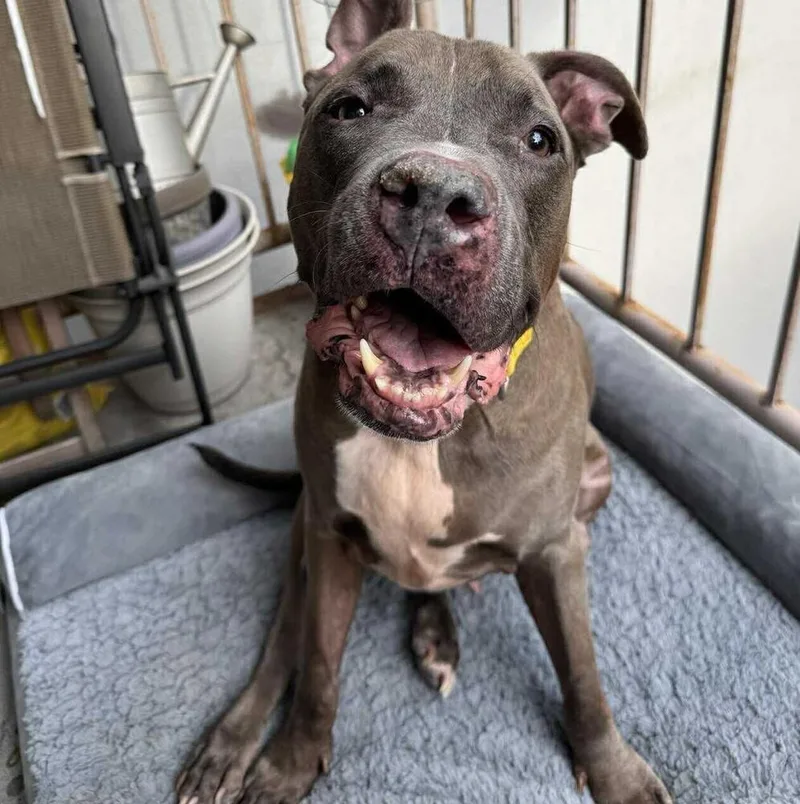 A senior large-sized male Mixed Breed dog named Blue Shell for adoption in Long Island City, NY