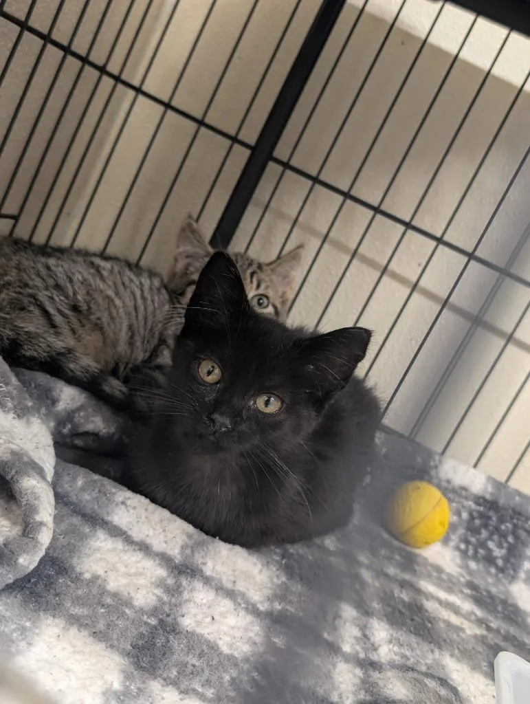 A baby small-sized male Domestic Short Hair cat named Gus for adoption in Sidney, NY