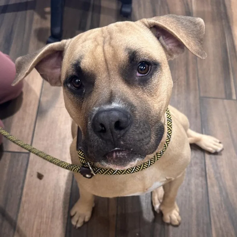 A young large-sized male Yellow / Tan / Blond / Fawn Pit Bull Terrier dog named Peso for adoption in Reno, NV