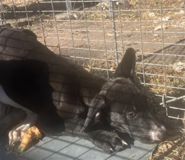 A baby medium-sized female Mixed Breed dog named Juju for adoption in Dallas, TX