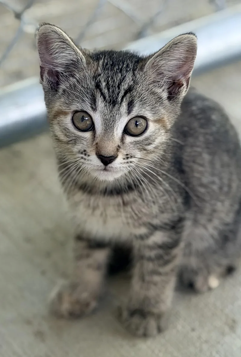 A baby small-sized female Tabby (Buff / Tan / Fawn) Tabby cat named Hilda for adoption in Pittsburgh, PA