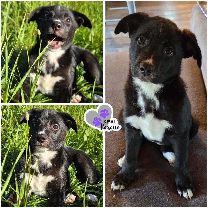 A baby large-sized female Tricolor (Brown, Black, & White) Mixed Breed dog named Honeybee Nuts Litter for adoption in Kenai, AK