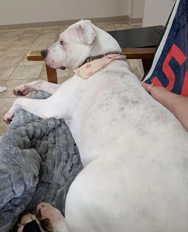 An adult large-sized female White / Cream Pit Bull Terrier dog named Zelda for adoption in Mansfield, MA