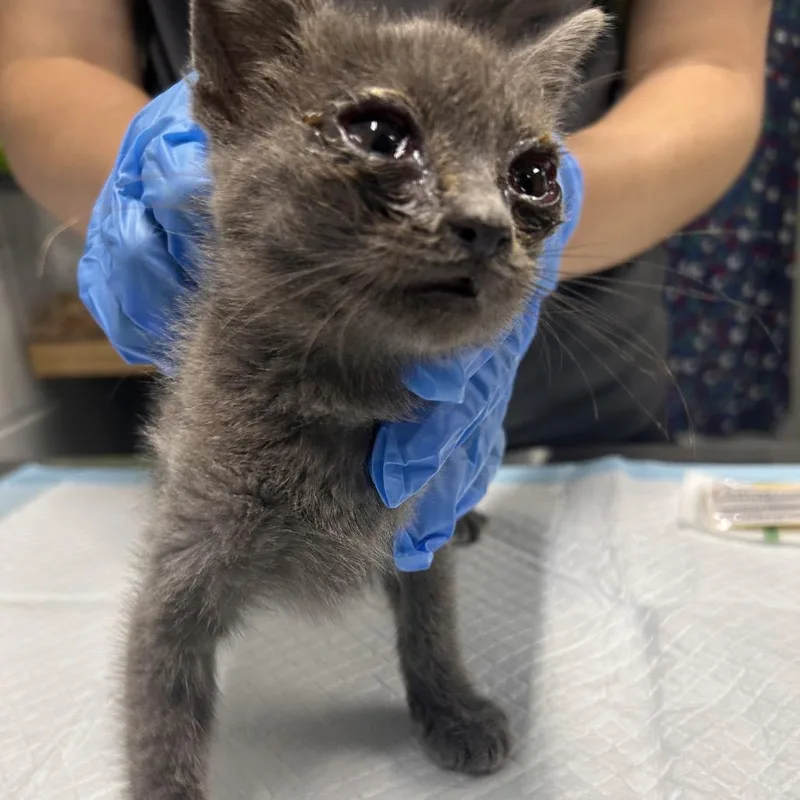 A baby small-sized female Gray / Blue / Silver Domestic Short Hair cat named Spiral for adoption in Summerville, SC