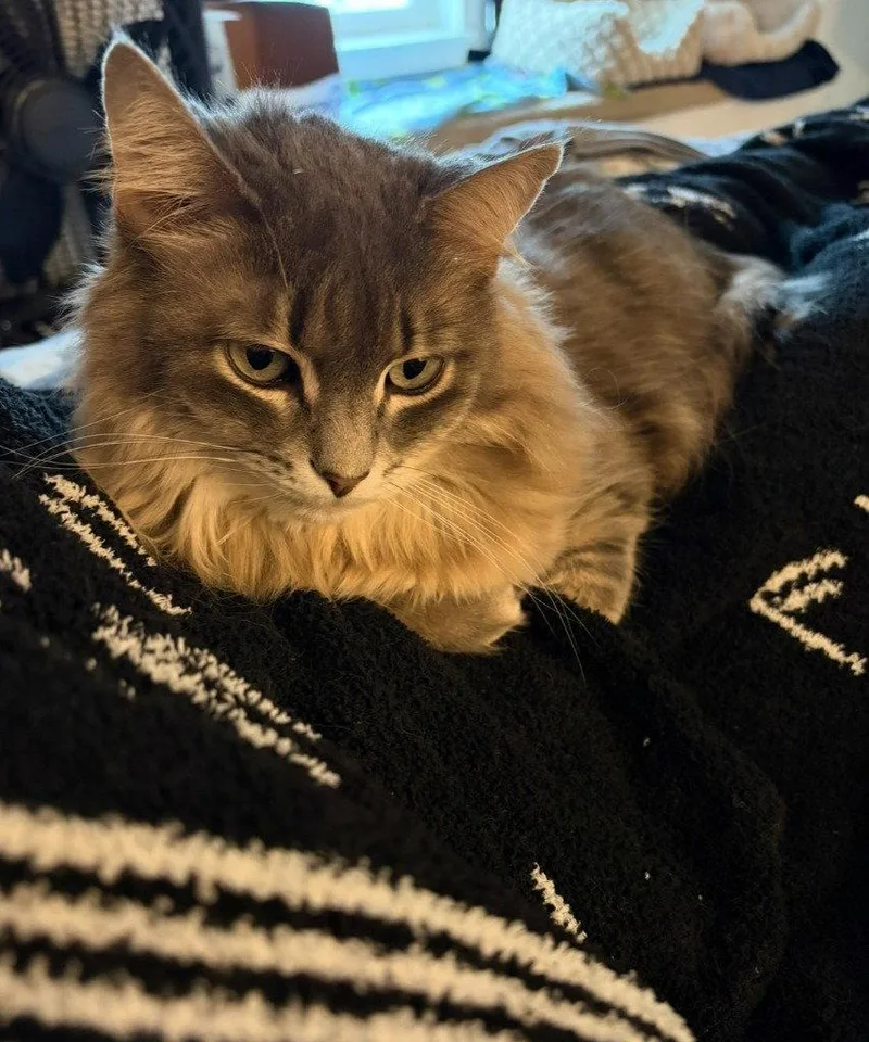 Lilly
