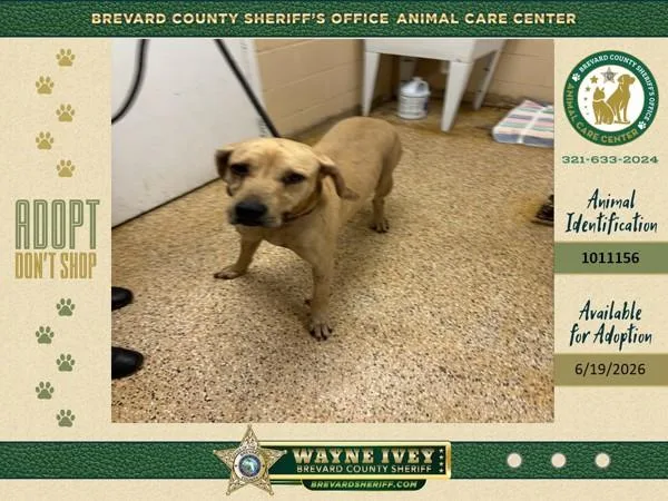 An adult large-sized male Mixed Breed dog named Garbanzo Bean for adoption in Melbourne, FL