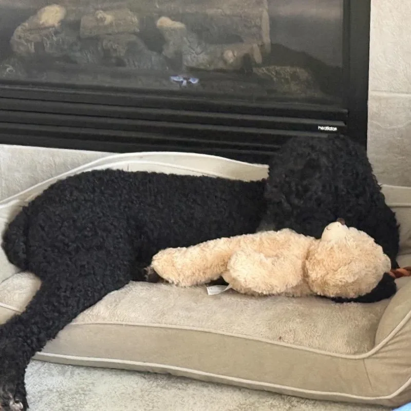 A senior large-sized female Black Standard Poodle dog named Millie for adoption in Middleburg Heights , OH