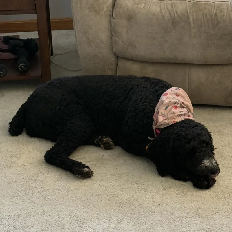 Millie thumbnail 3