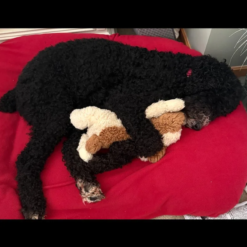 Millie thumbnail 5