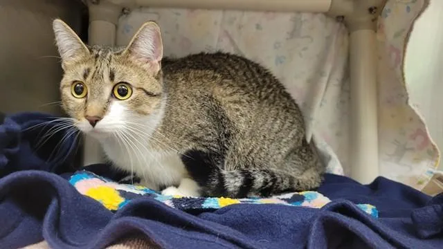 Squish