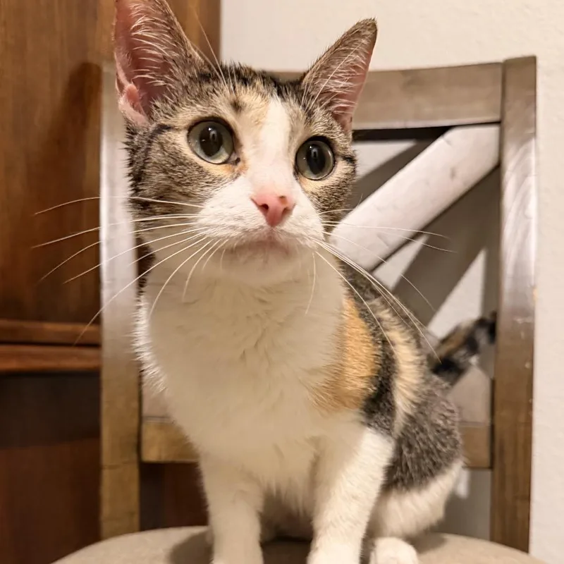 An adult medium-sized female Calico Domestic Short Hair cat named Pumpkin for adoption in Flower Mound, TX