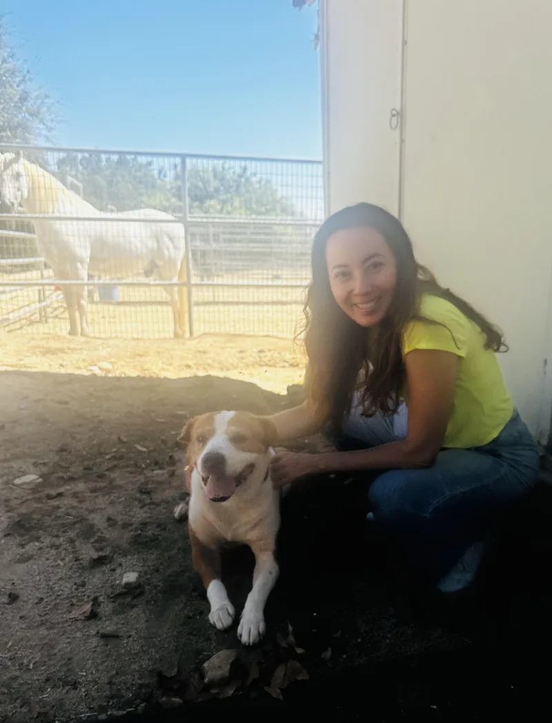 An adult medium-sized male White / Cream Beagle dog named Spencer for adoption in Sherman Oaks, CA