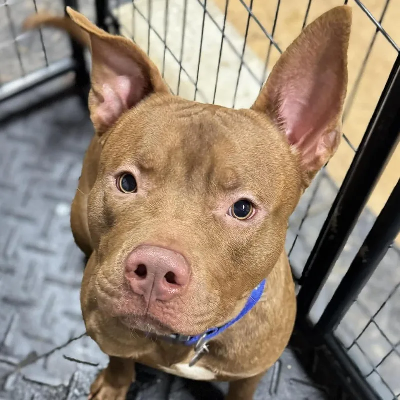 An adult large-sized male Red / Chestnut / Orange Mixed Breed dog named Haystack for adoption in Vassalboro, ME