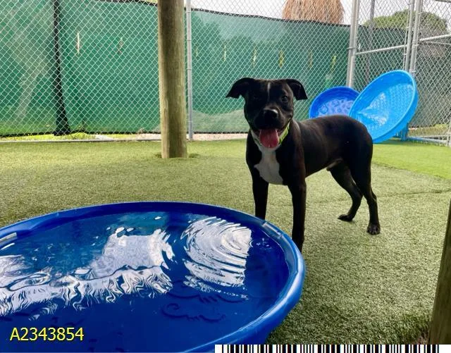 A young medium-sized male Mixed Breed dog named Ryan for adoption in West Palm Beach, FL