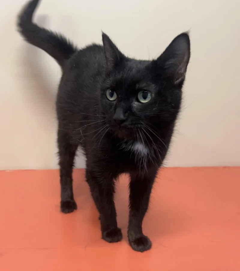 An adult medium-sized female Black Domestic Short Hair cat named Jovie for adoption in Arlington, VT