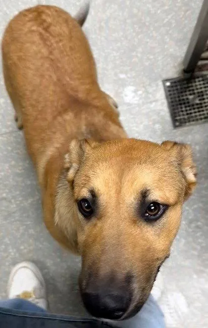 A baby large-sized female German Shepherd Dog dog named Dinah for adoption in Oakland, CA