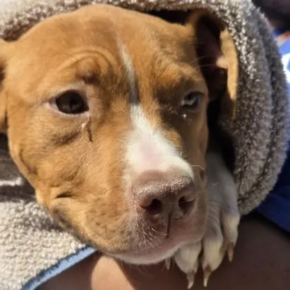 A baby small-sized female Mixed Breed dog named Erin for adoption in Voorhees, NJ