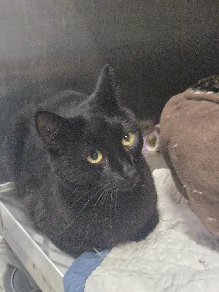 An adult medium-sized female Domestic Short Hair cat named Charon for adoption in Dearborn, MI