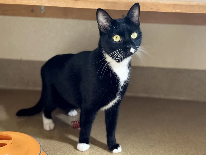 An adult medium-sized female Black & White / Tuxedo Domestic Short Hair cat named Ruthie for adoption in Mission Viejo, CA