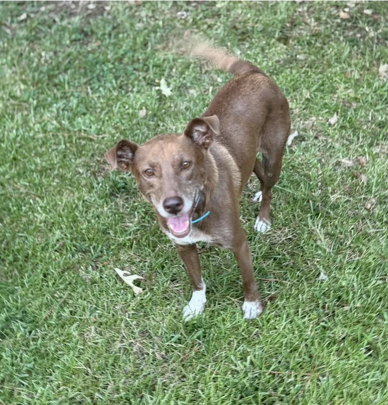 An adult medium-sized female Labrador Retriever dog named CeCe for adoption in Raymond, MS