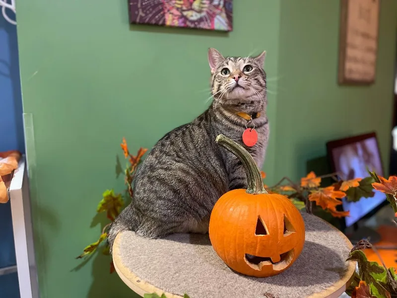 Tallulah thumbnail 2