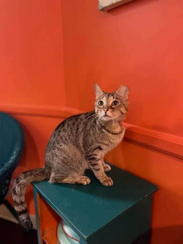 Tallulah thumbnail 3