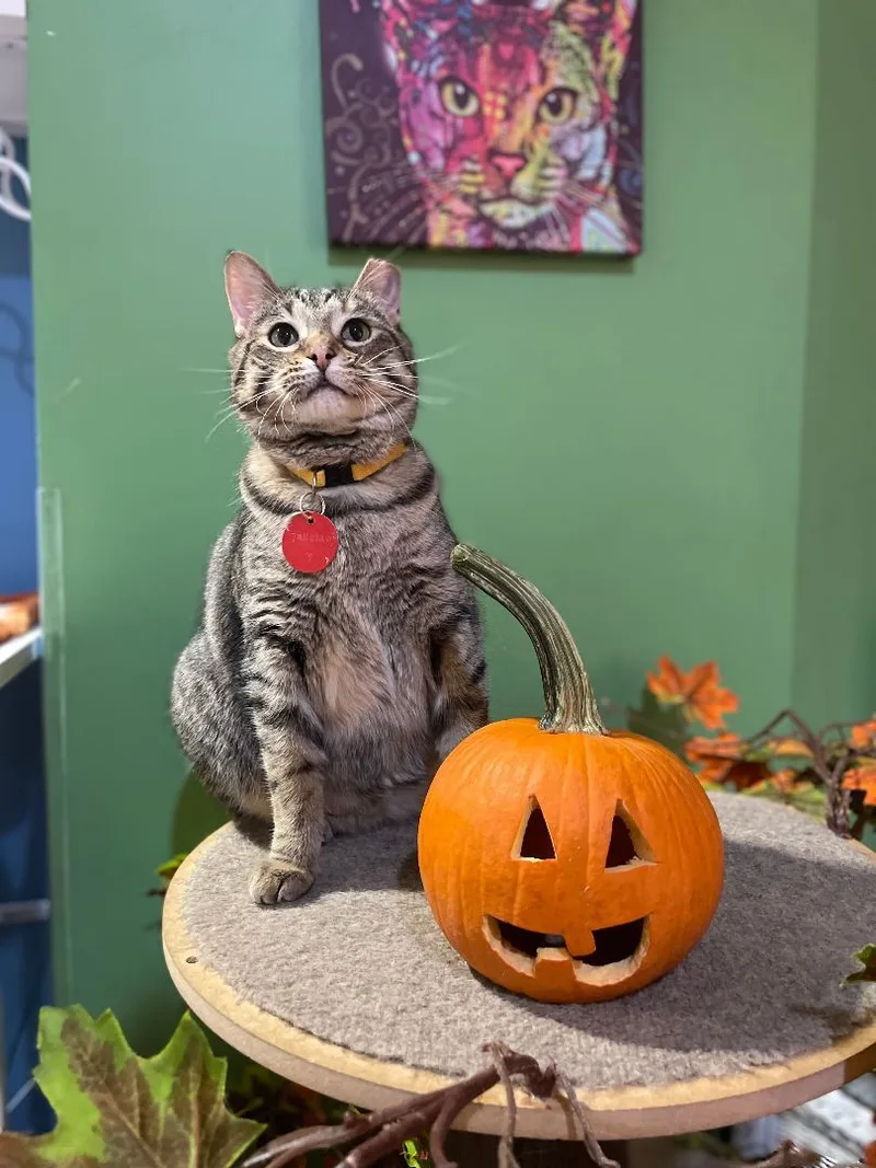 Tallulah thumbnail 4